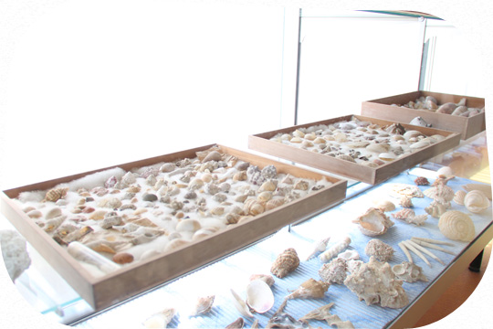 ロビーの貝殻コレクション　画像